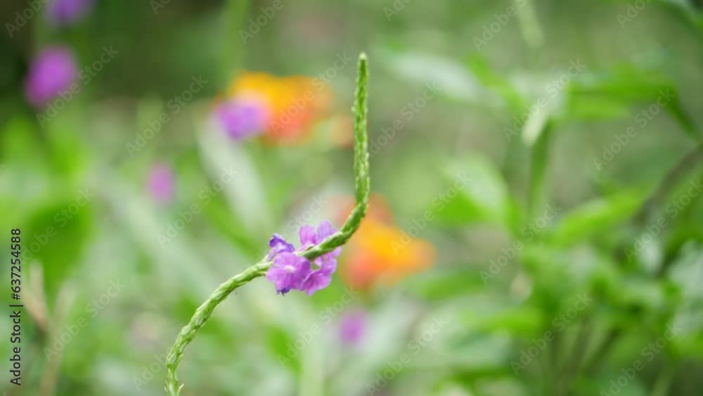 A close up of a purple flower. A close up of a flower A close up of a purple flower. A close up of a flower