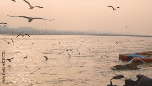 Slender billed gulls or Chroicocephalus genei flying at Ganga or Ganges river ghat in Prayagraj or Allahabad in Uttar Pradesh India