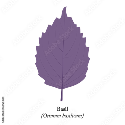 Basil leaf on a white background. Ocimum basilicum.
