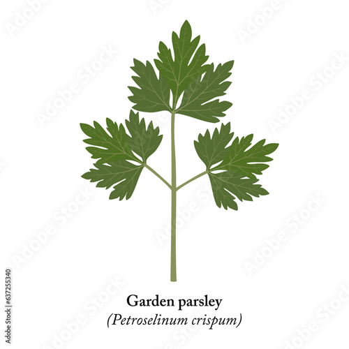 Parsley leaf on white background. Petroselinum crispum.