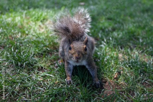 squirrel in the park