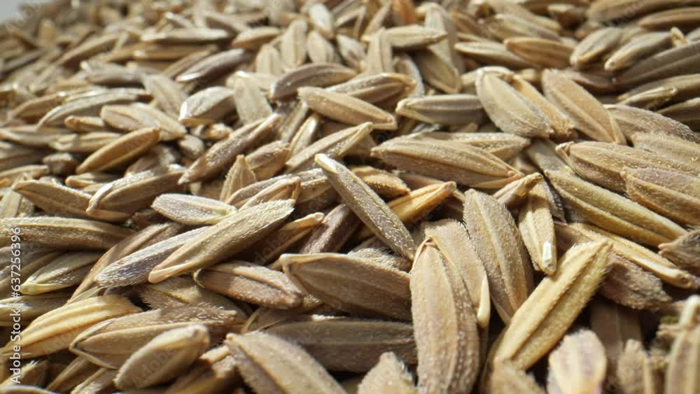 Thai Riceberry rice paddy seeds yield a strikingly dark, nutrient-rich whole grain rice. A crossbreed of Thai Jasmine and Hom Nin rice, A unique blend of flavor, antioxidants, and essential nutrients.