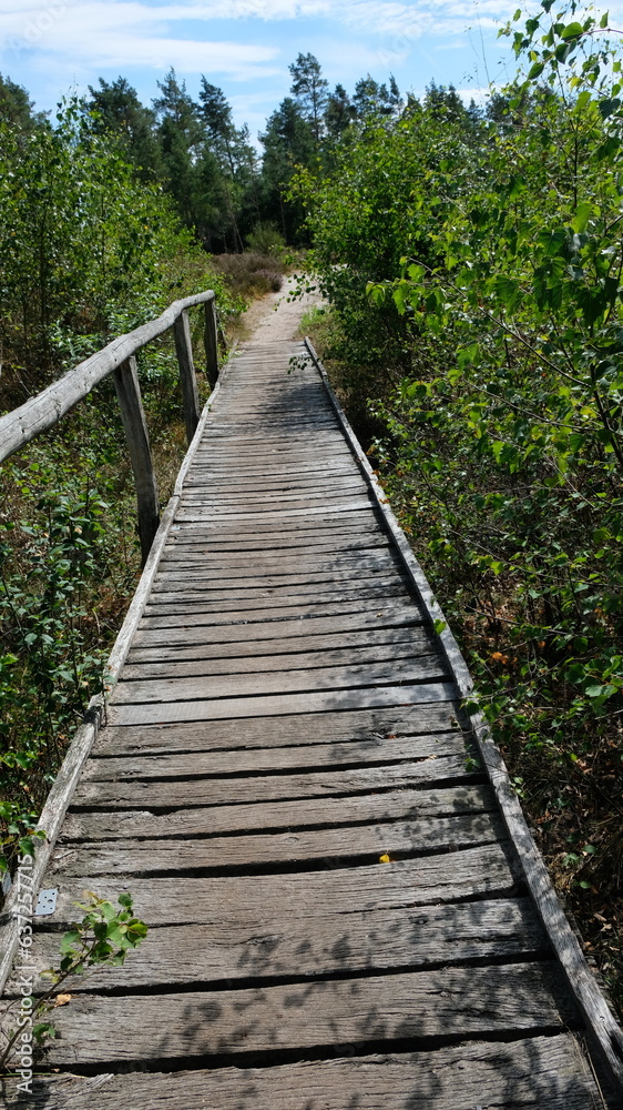 FU 2022-08-03 Heidschnucke 900 Eine Brücke führt über die Wiese