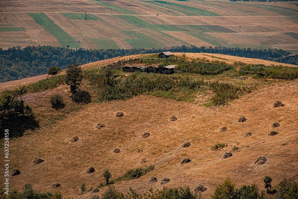 Fototapeta premium rice field in the morning