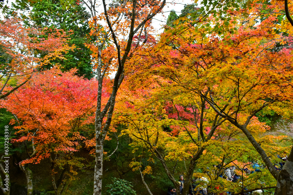 Red or Yellpw maple leaves in the spring seasons in Kyoto, Japan. Good place to travel for the tourists around the world. Red or Yellpw maple leaves in the spring seasons in Kyoto, Japan. Good place to travel for the tourists around the world.