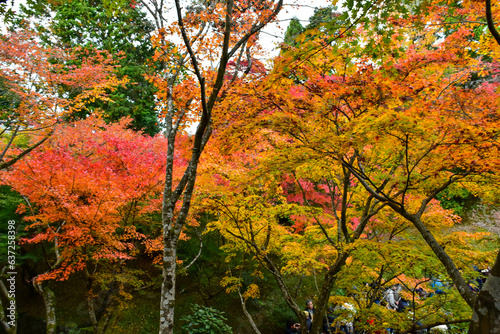 Red or Yellpw maple leaves in the spring seasons in Kyoto, Japan. Good place to travel for the tourists around the world.