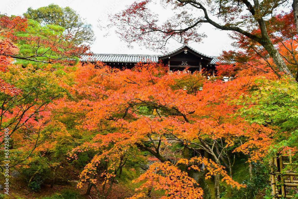 Red or Yellpw maple leaves in the spring seasons in Kyoto, Japan. Good place to travel for the tourists around the world. Red or Yellpw maple leaves in the spring seasons in Kyoto, Japan. Good place to travel for the tourists around the world.