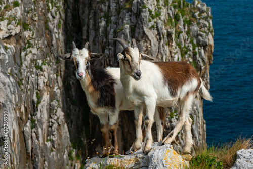 Cute baby mountain goat goat during springtime in the mountains 