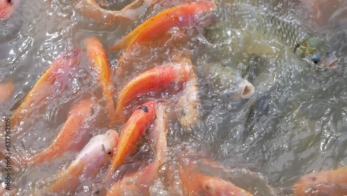 Close-up A shoal of pomegranate fishes or Red tilapia fish swimming in the pond. photo