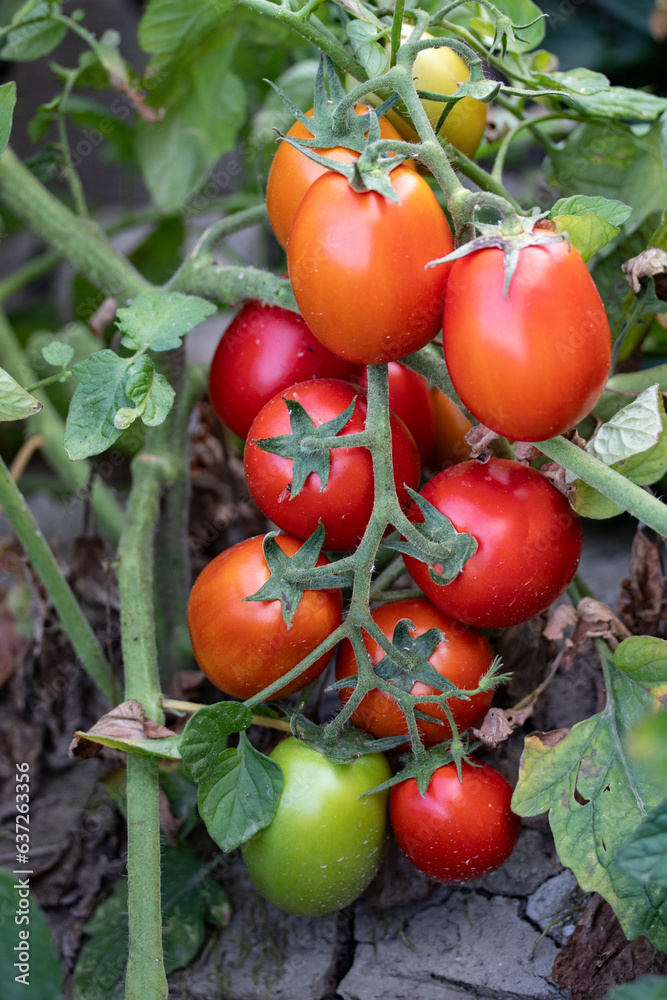 Sustainable agriculture growing organic tomatoes