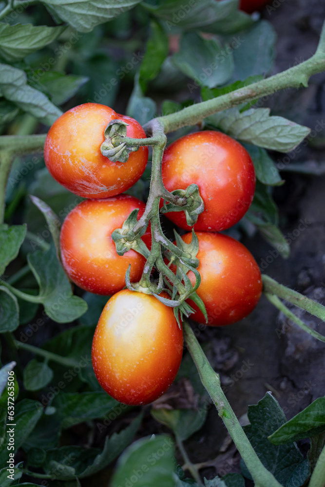 Sustainable agriculture growing organic tomatoes