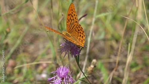 silver-washed fritillary butterfly feeds on a small pink flower, Argynnis paphia, Nymphalidae photo