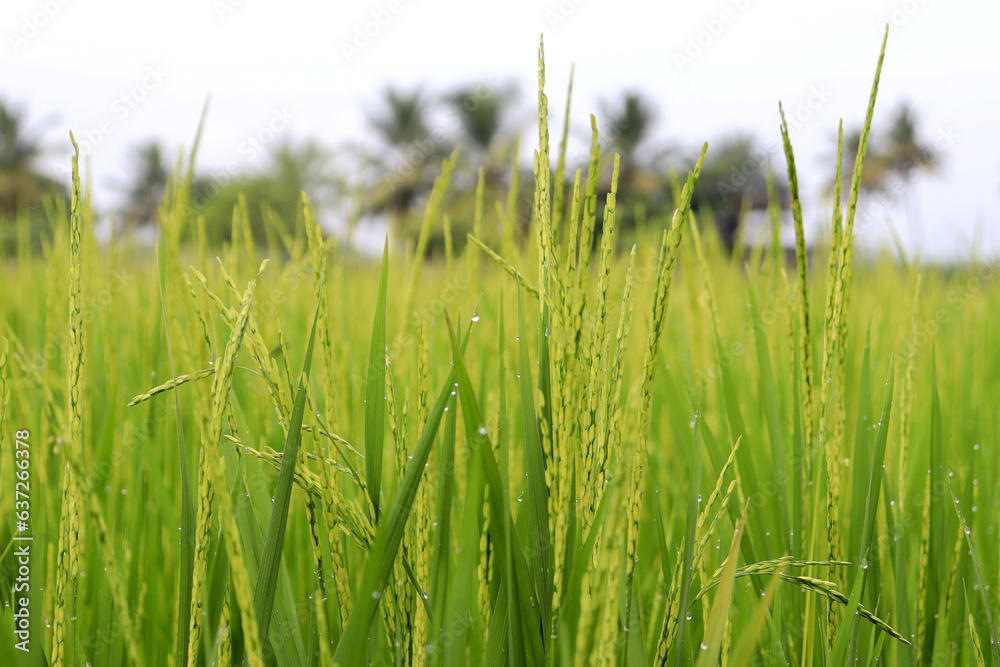 Obraz premium Rice Farming Plant