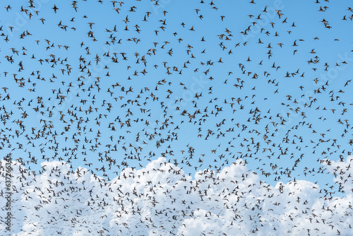 Huge flock of Bar-tailed Godwits (Limosa lapponica) and other wader shorebirds in flight above a roosting location with blue sky in background.