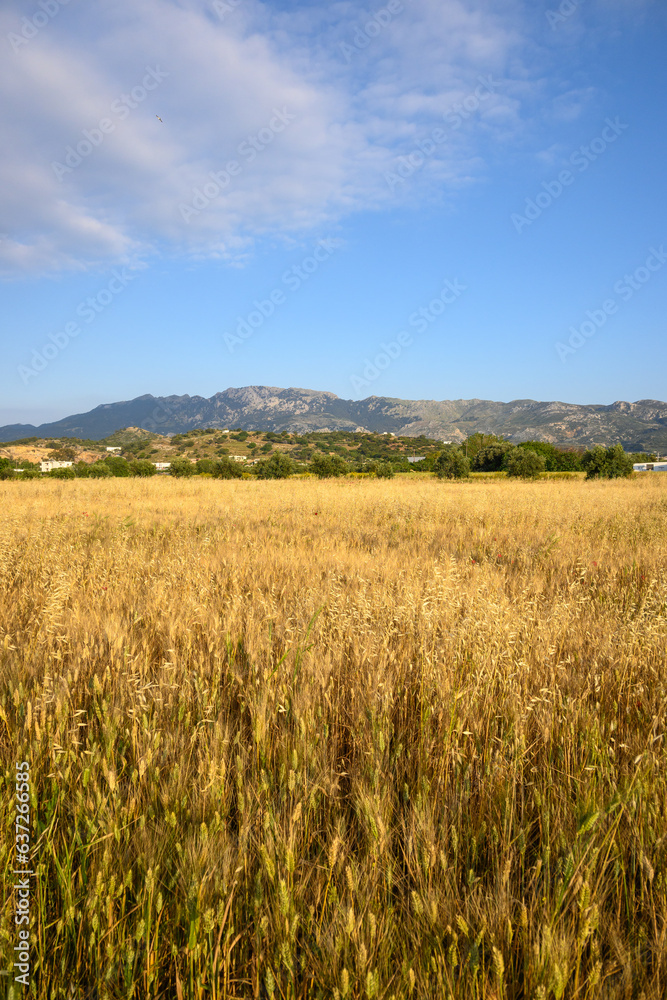 A field of wheat with mountains in the background. Summer idyllic on the Greek island of Kos