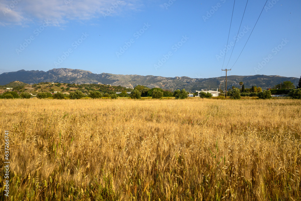 A field of wheat with mountains in the background. Summer idyllic on the Greek island of Kos