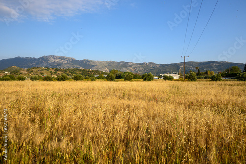 Obraz na płótnie A field of wheat with mountains in the background. Summer idyllic on the Greek island of Kos w salonie