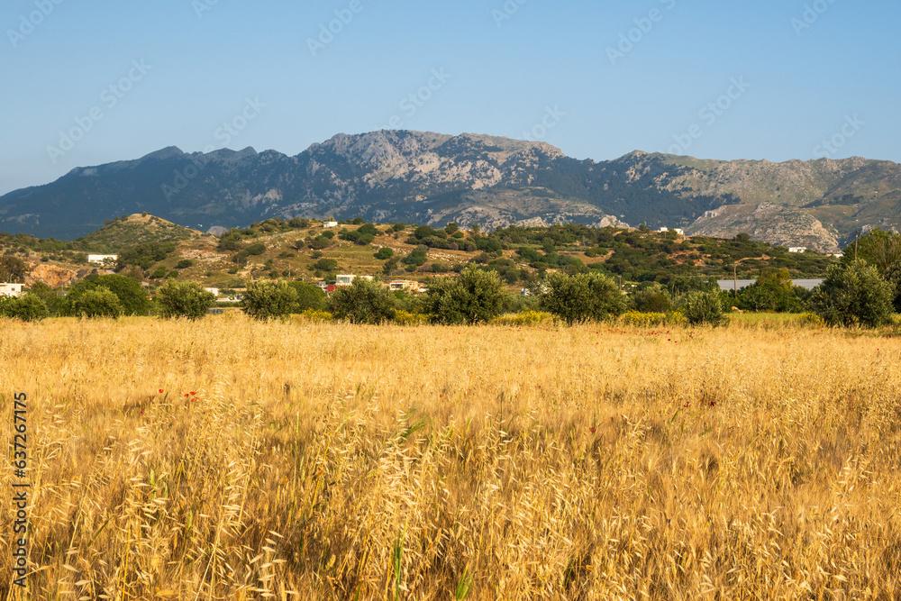 Fototapeta premium A field of wheat with mountains in the background. Summer idyllic on the Greek island of Kos