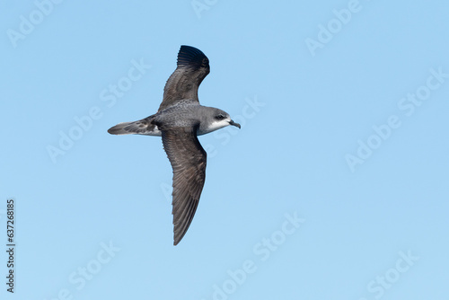 Cook's Petrel (Pterodroma cookii) seabird in flight gliding with view of upperwings and sky in background. Tutukaka, New Zealand.