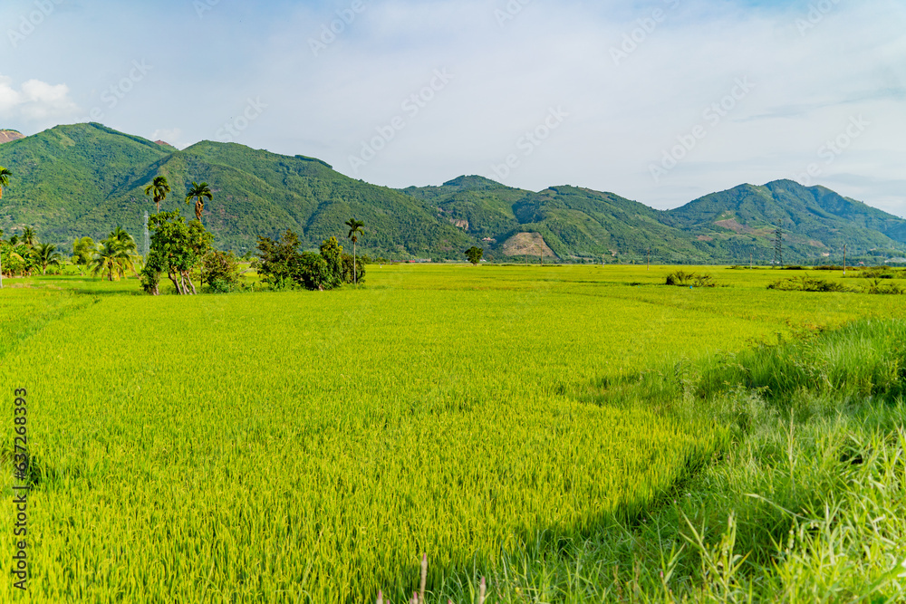 Rice field. Outskirts of Nha Trang in Vietnam.