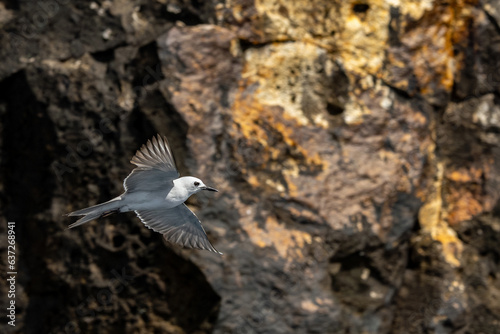Grey Noddy Ternlet (Procelsterna cerulea) in flight with view of underwings with island rock face background. Tutukaka, New Zealand