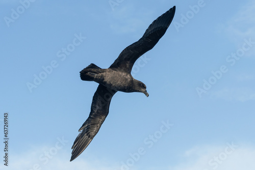 Grey-faced Petrel (Pterodroma macroptera) seabird in flight gliding with view of underwings and sky in background. Tutukaka, New Zealand.