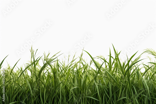 Grass and meadows isolated on a white background.