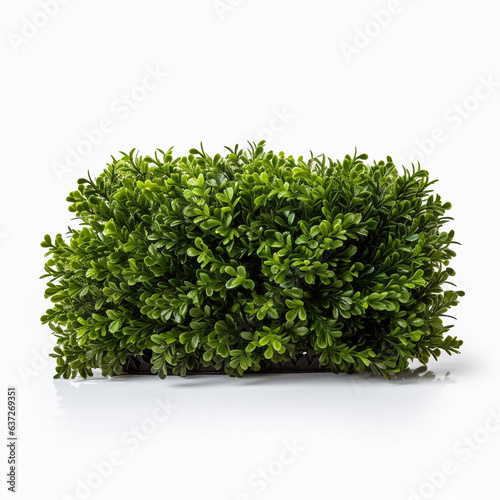 Green bush isolated on a white background