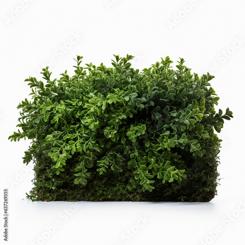 Green bush isolated on a white background