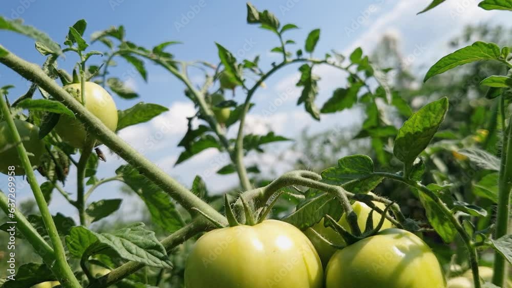 Bush of blooming tomato with unripe fruits on a field Bush of blooming tomato with unripe fruits on a field