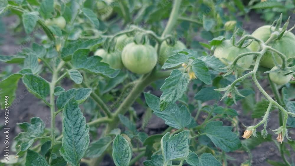 Bush of blooming tomato with unripe fruits on a field Bush of blooming tomato with unripe fruits on a field