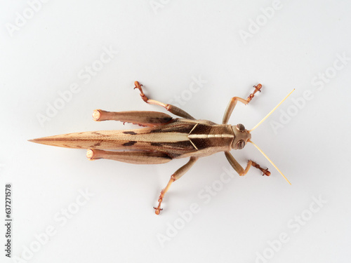Garden Locust in a white background. Acanthacris ruficornis photo