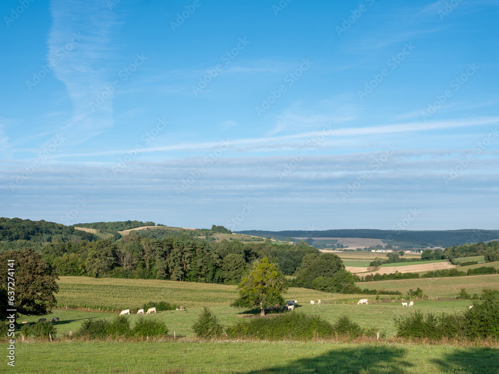 Fototapeta premium beautiful countryside landscape with cows near verdun in the north of france