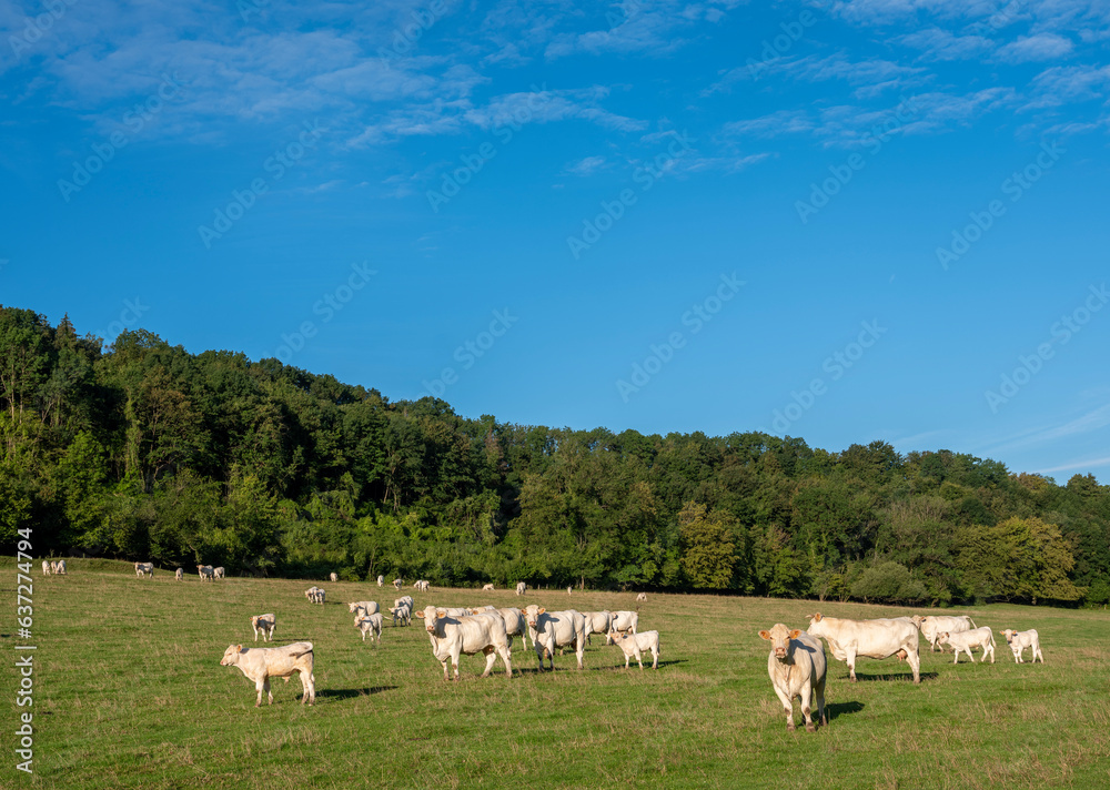 beautiful countryside landscape with cows near verdun in the north of france