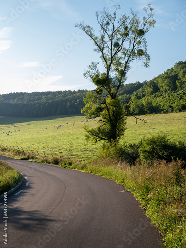 landscape with road near verdun in the north of france photo