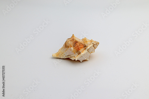 Shell of Murex on white background