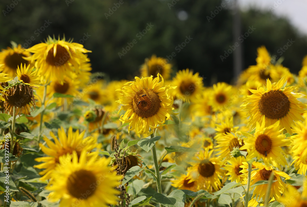Yellow Sunflowers growing in a field. Natural sunflower background. Yellow Sunflowers growing in a field. Natural sunflower background.