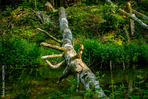 Drzewo w wodzie © Piotr