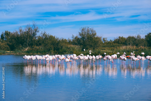 Pink flamingos in the regional park of the Camargue, the largest population of flamingos in Europe.