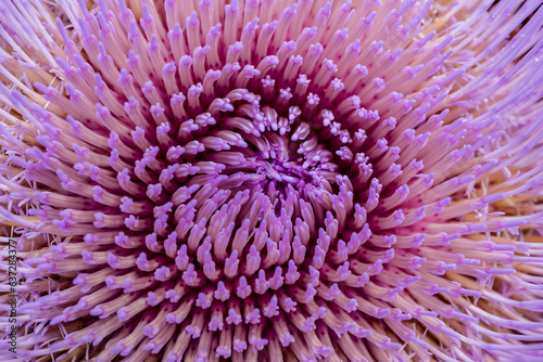 Fototapeta Gros plan