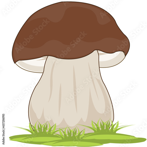 Boletus mushroom on white background is insulated