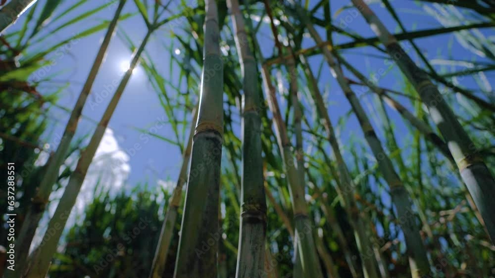 Close-up of sugar cane leaves and fruits Close-up of sugar cane leaves and fruits