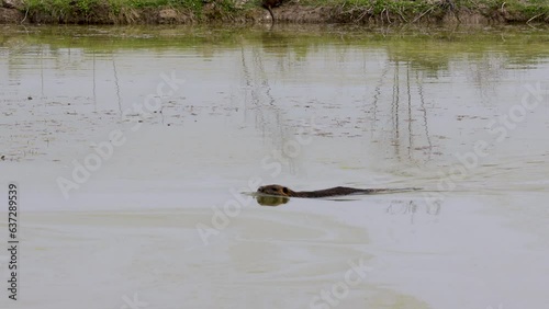 Nutria - Myocastor coypus swimming and searching for food in a Swamp - Delta of River Soča - Isonzo in Staranzano Friuli Venezia Giulia, italy  photo