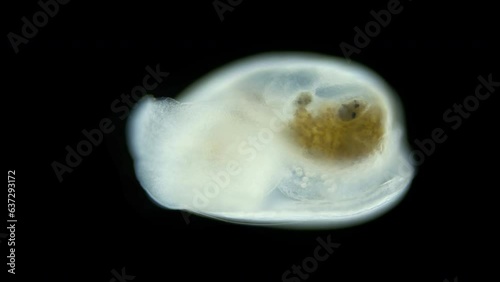 Mollusca order Cephalaspidea under a microscope, family Haminoeidae. They feed on algae, live on muddy bottom, near shore. White sea photo