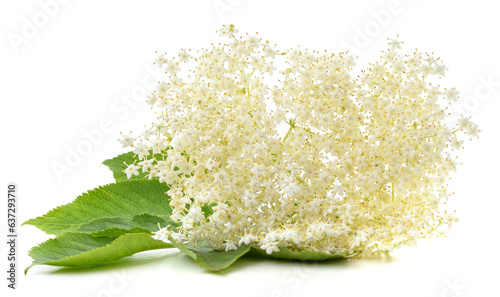 White elder flower on green leaf.