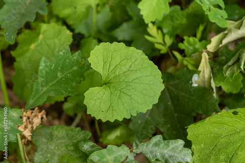 Knoblauchrauke im Frühling