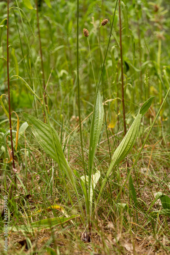 Spitzwegerich / Wegerich in der Blüte am Wegrand Spitzwegerich / Wegerich in der Blüte am Wegrand