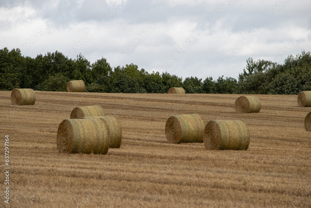 Wheat crop rolls in a countryside farm, Leeds, United kingdom