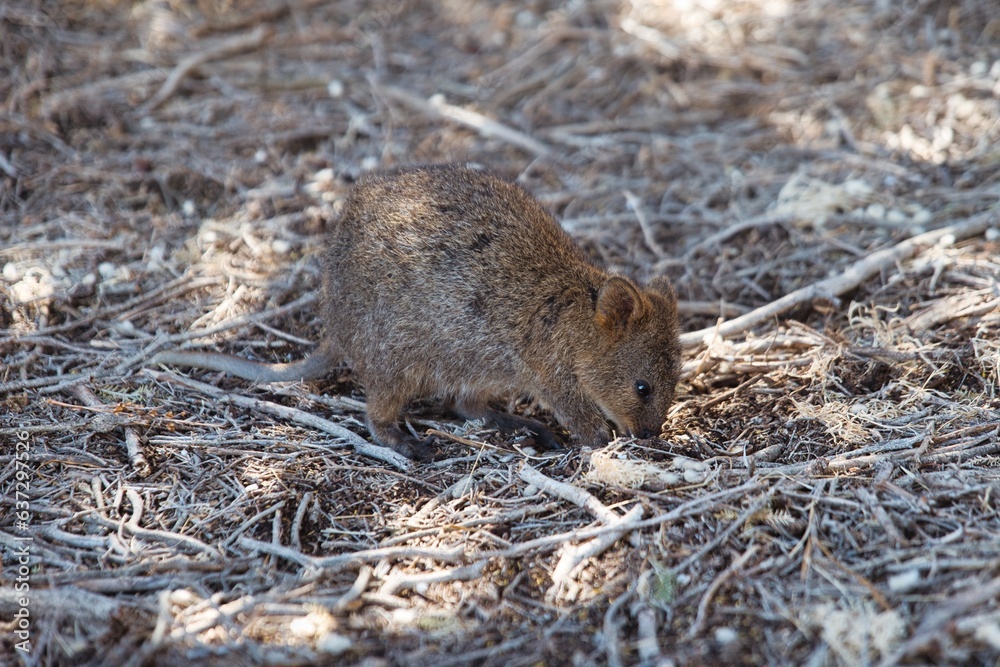 Cute small quokka looking for food on the ground. Super adorable small kangaroo called quokka. Setonix brachyurus in between branches. Nice and curious small kangaroo on the ground. Australian animals Cute small quokka looking for food on the ground. Super adorable small kangaroo called quokka. Setonix brachyurus in between branches. Nice and curious small kangaroo on the ground. Australian animals