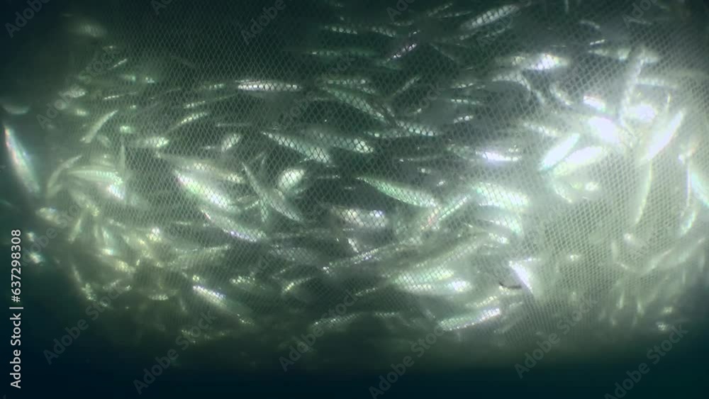 Fish inside a commercial fishing net: as the net is lifted and its volume decreases, the density of fish caught in the trap increases.
